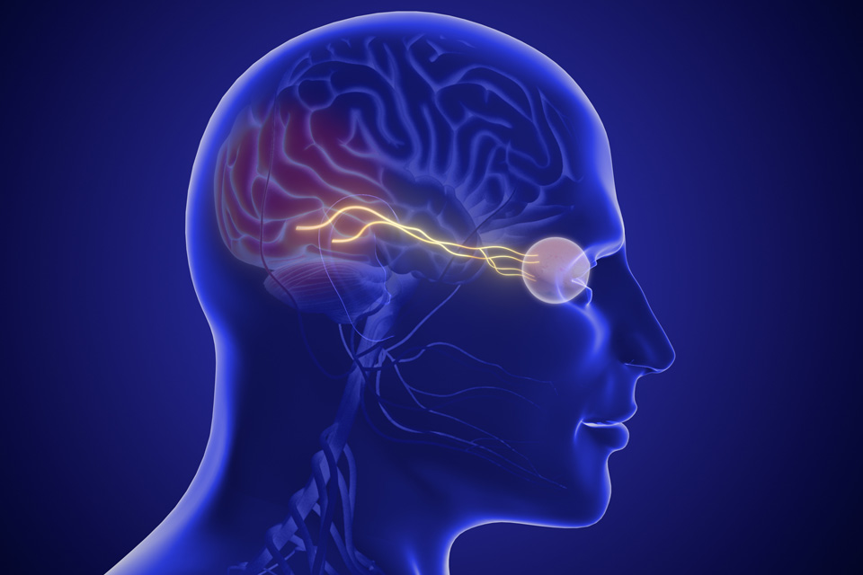 Os olhos são a janela do cérebro